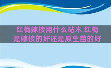 红梅嫁接用什么砧木 红梅是嫁接的好还是原生苗的好